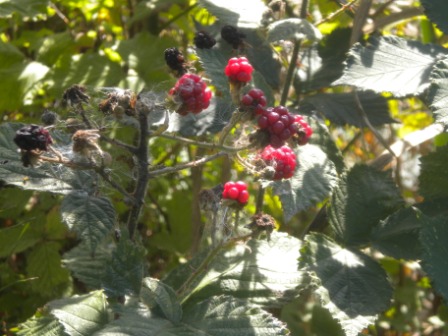 Photo of Blackberries