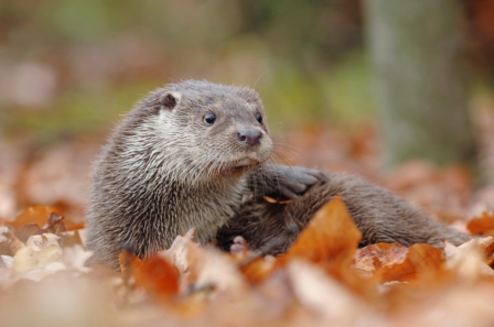Photo of an Otter
